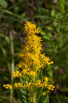 Canada goldenrod